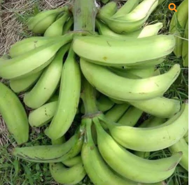 Bunch of Plantain